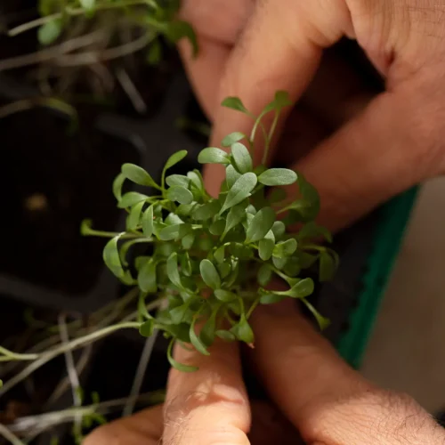 paso-4 Plantala y cultiva nuevas plantas